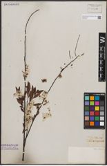 Foto von Salix capensis Thunb.